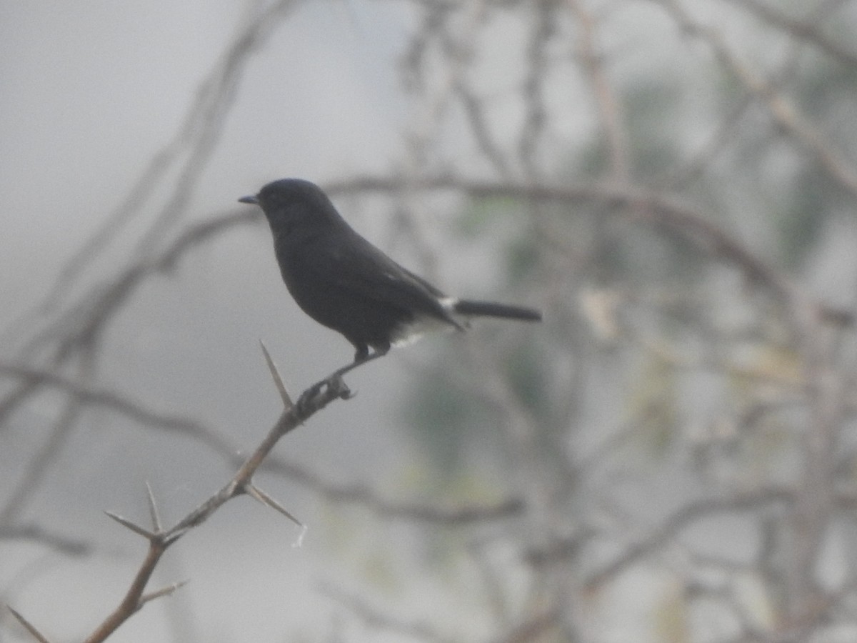 Pied Bushchat - ML610661961