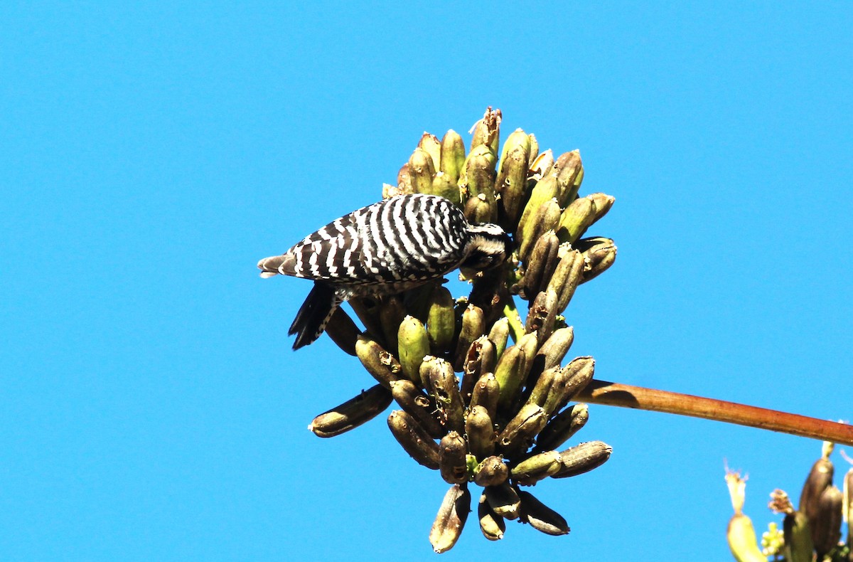 Ladder-backed Woodpecker - ML610662010