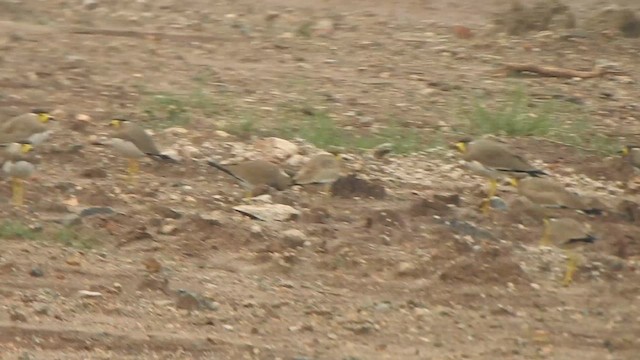 Yellow-wattled Lapwing - ML610662013