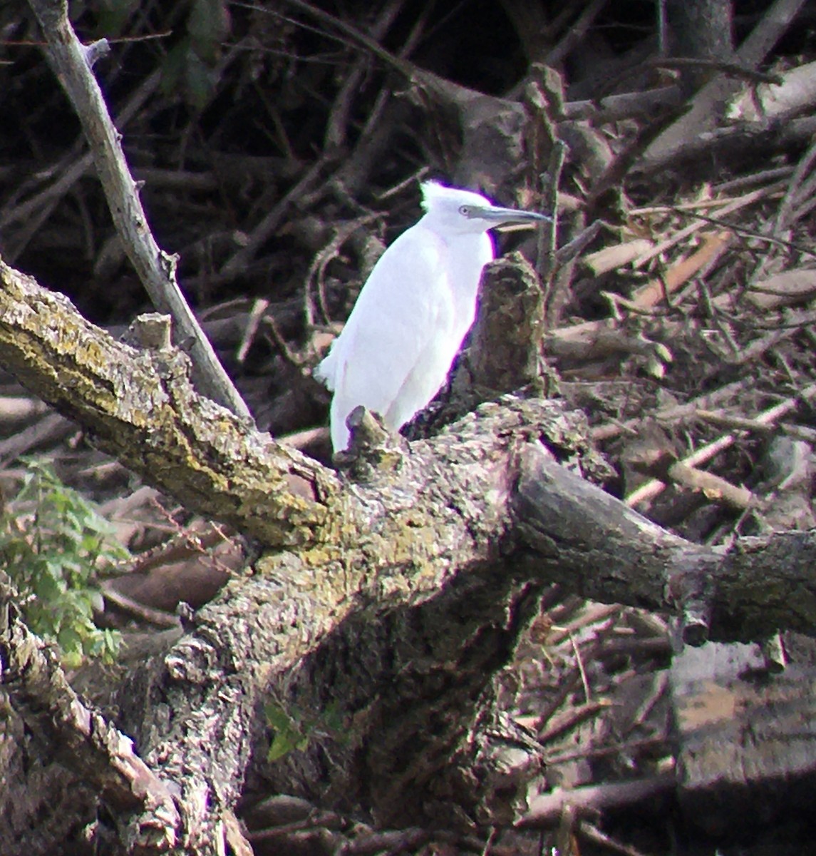 Little Blue Heron - Chris Rockwell