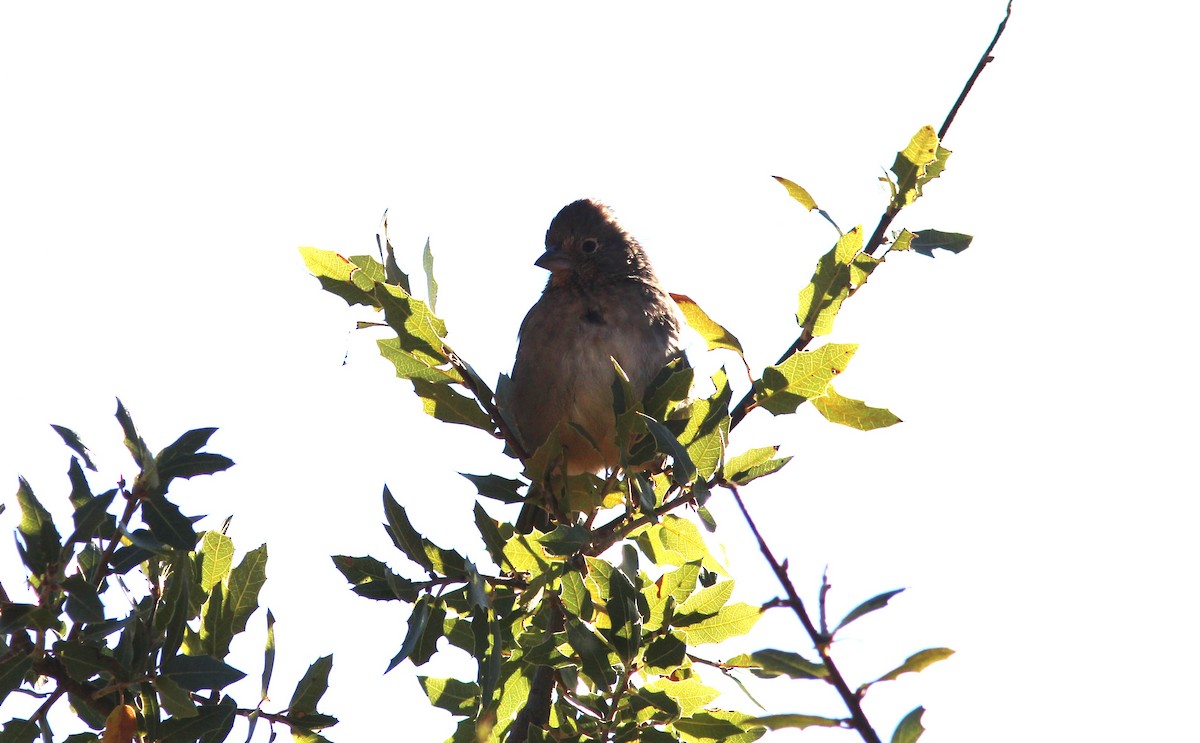 Canyon Towhee - ML610662048