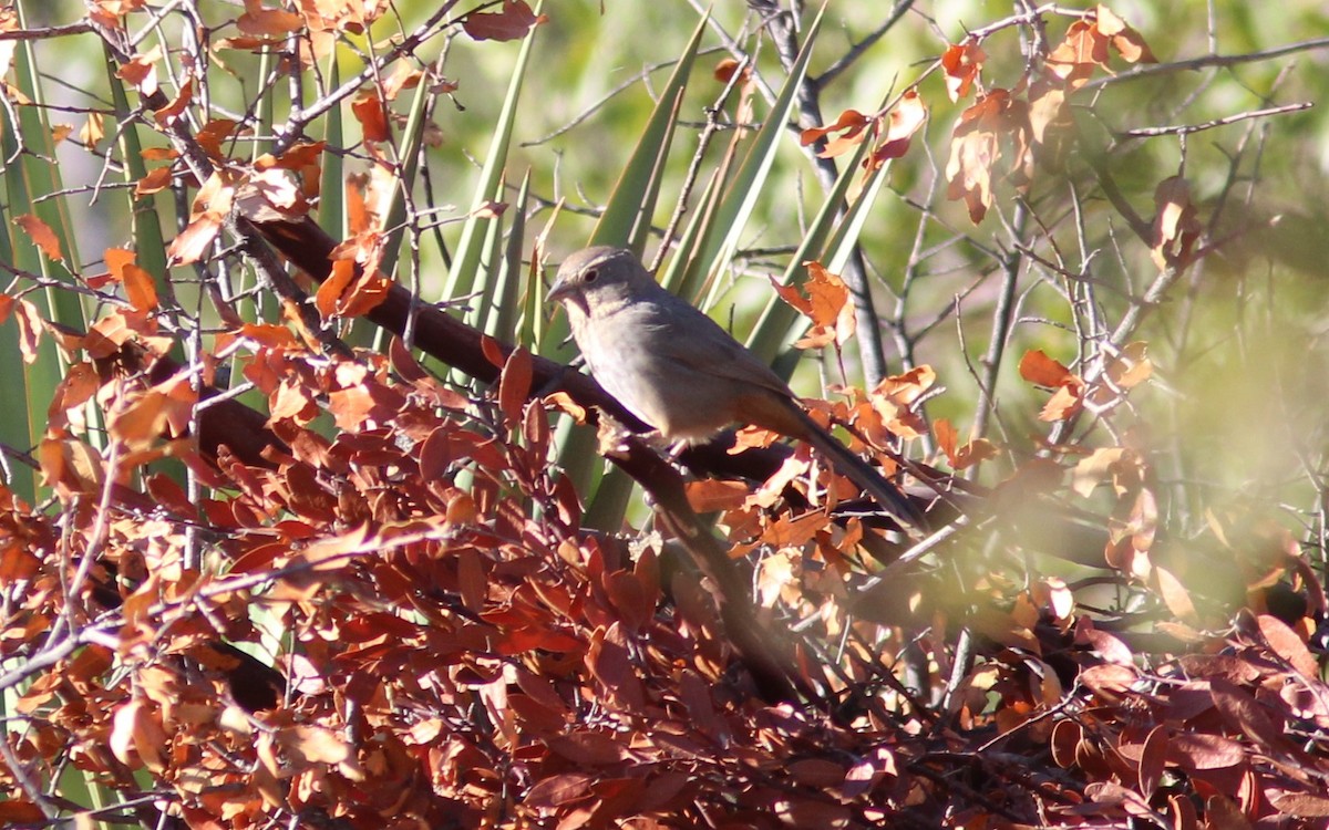 Canyon Towhee - ML610662049