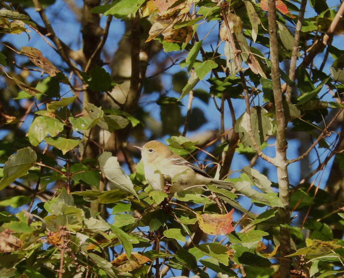 Pine Warbler - ML610662057