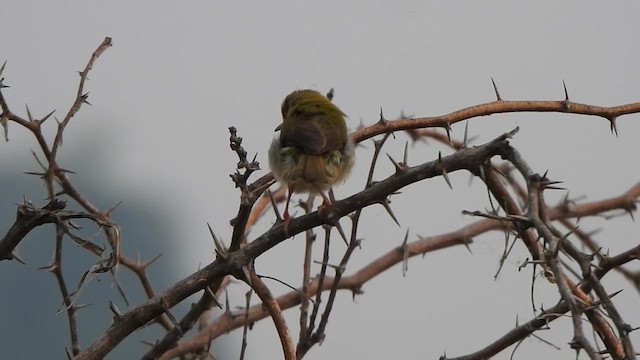 Rotstirn-Schneidervogel - ML610662066