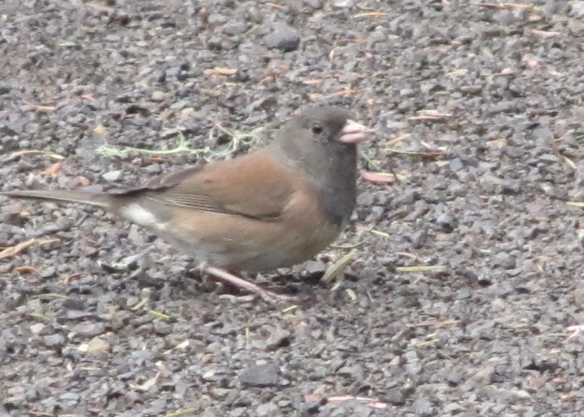 Dark-eyed Junco (Oregon) - ML610662069