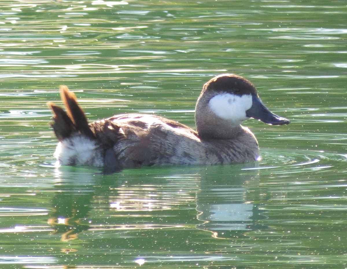 Ruddy Duck - Julie Furgason