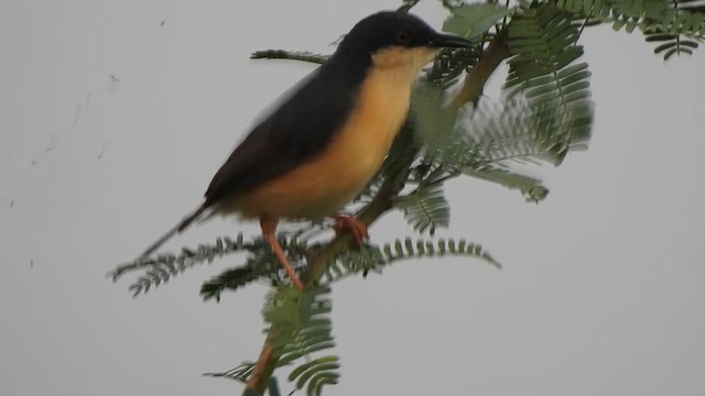 Prinia Cenicienta - ML610662159