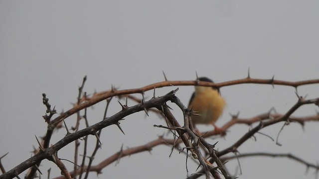 Prinia Cenicienta - ML610662161