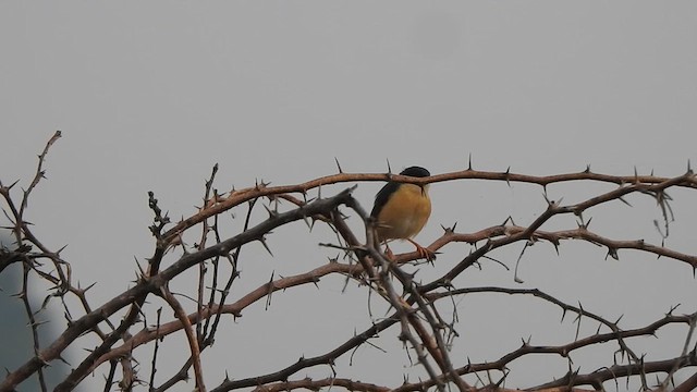 Ashy Prinia - ML610662180