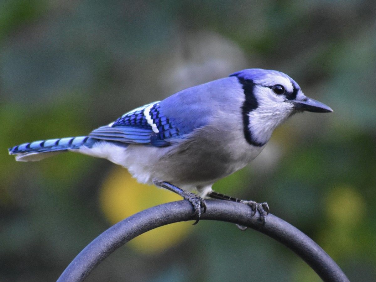 Blue Jay - Matthew Fiandra