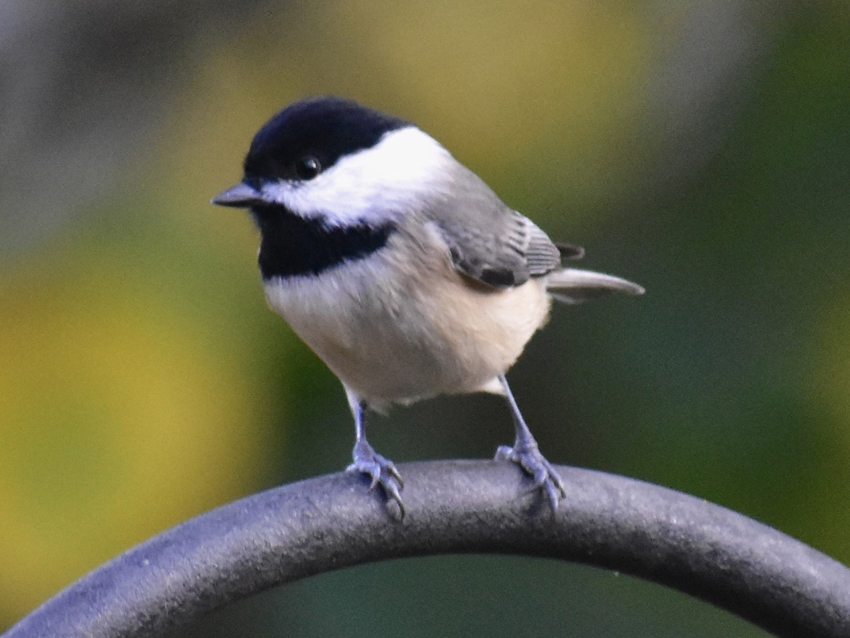 Carolina Chickadee - ML610662202