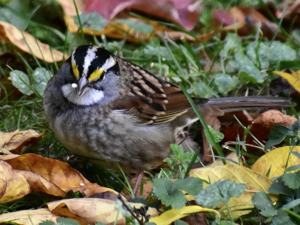 White-throated Sparrow - Matthew Fiandra
