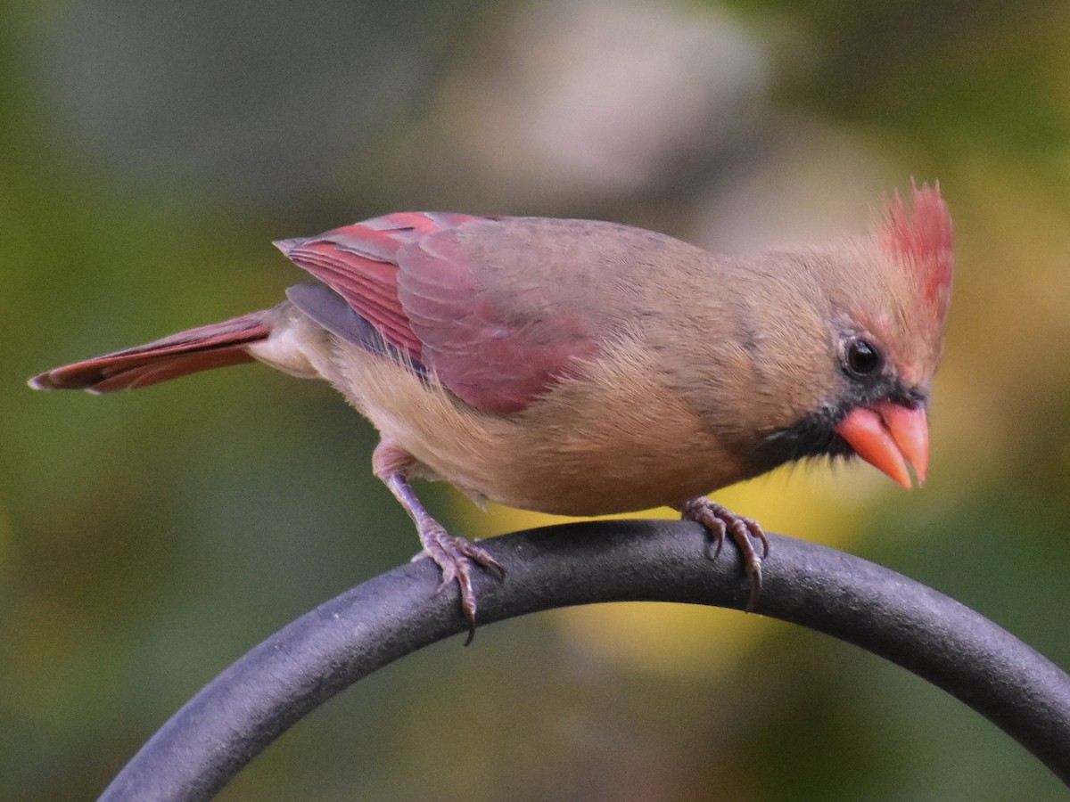 Cardinal rouge - ML610662226