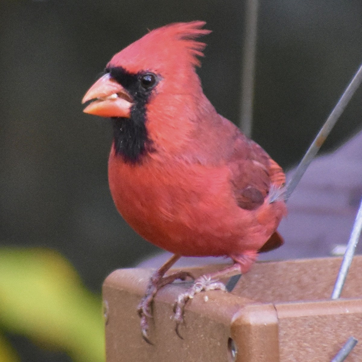 Cardinal rouge - ML610662228