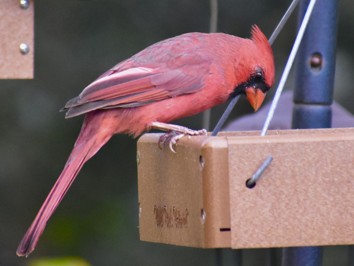 Cardinal rouge - ML610662229