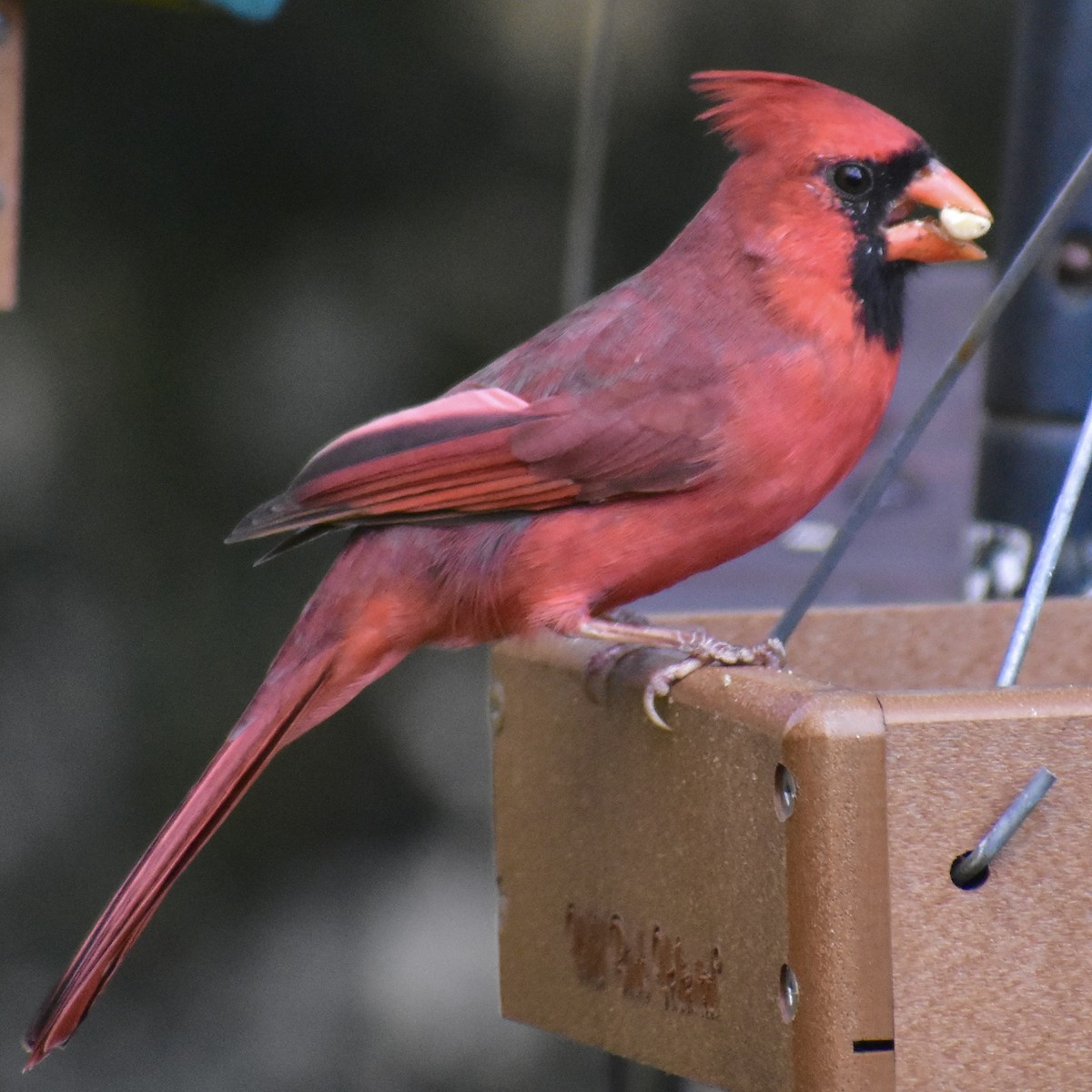 Cardinal rouge - ML610662230