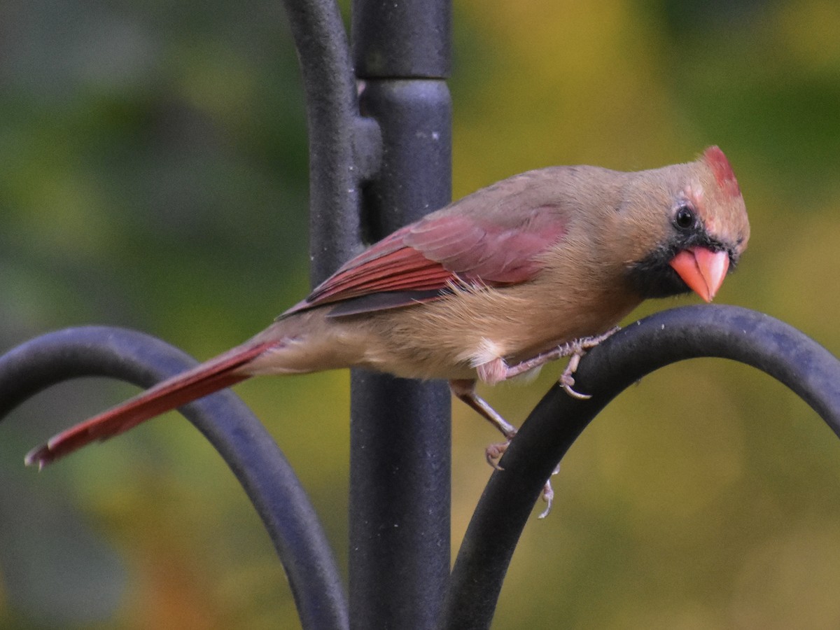 Cardinal rouge - ML610662233