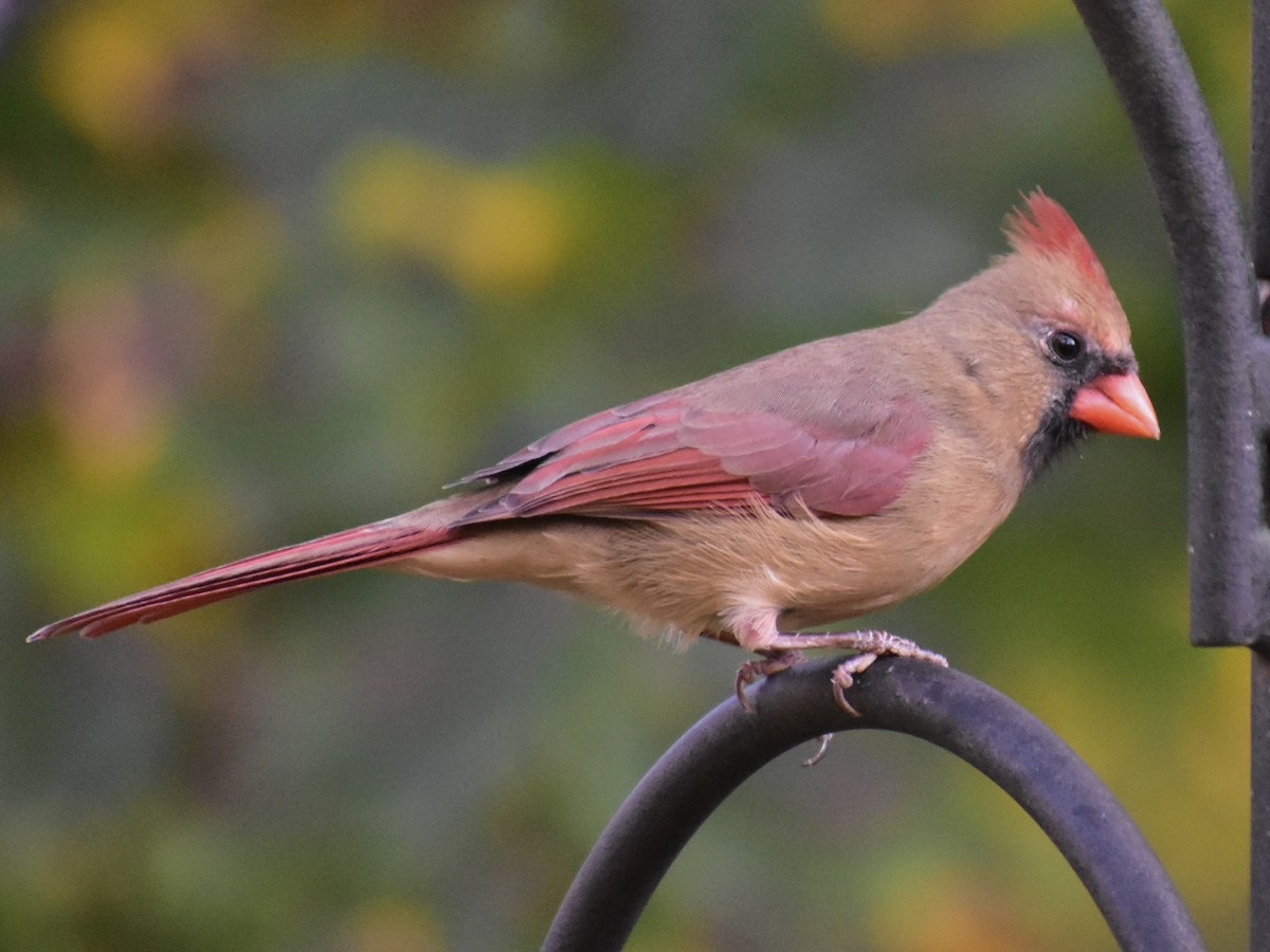 Cardinal rouge - ML610662234