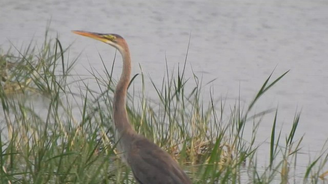 Purple Heron - ML610662241