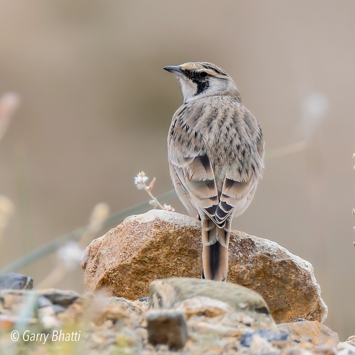 Horned Lark - ML610662287