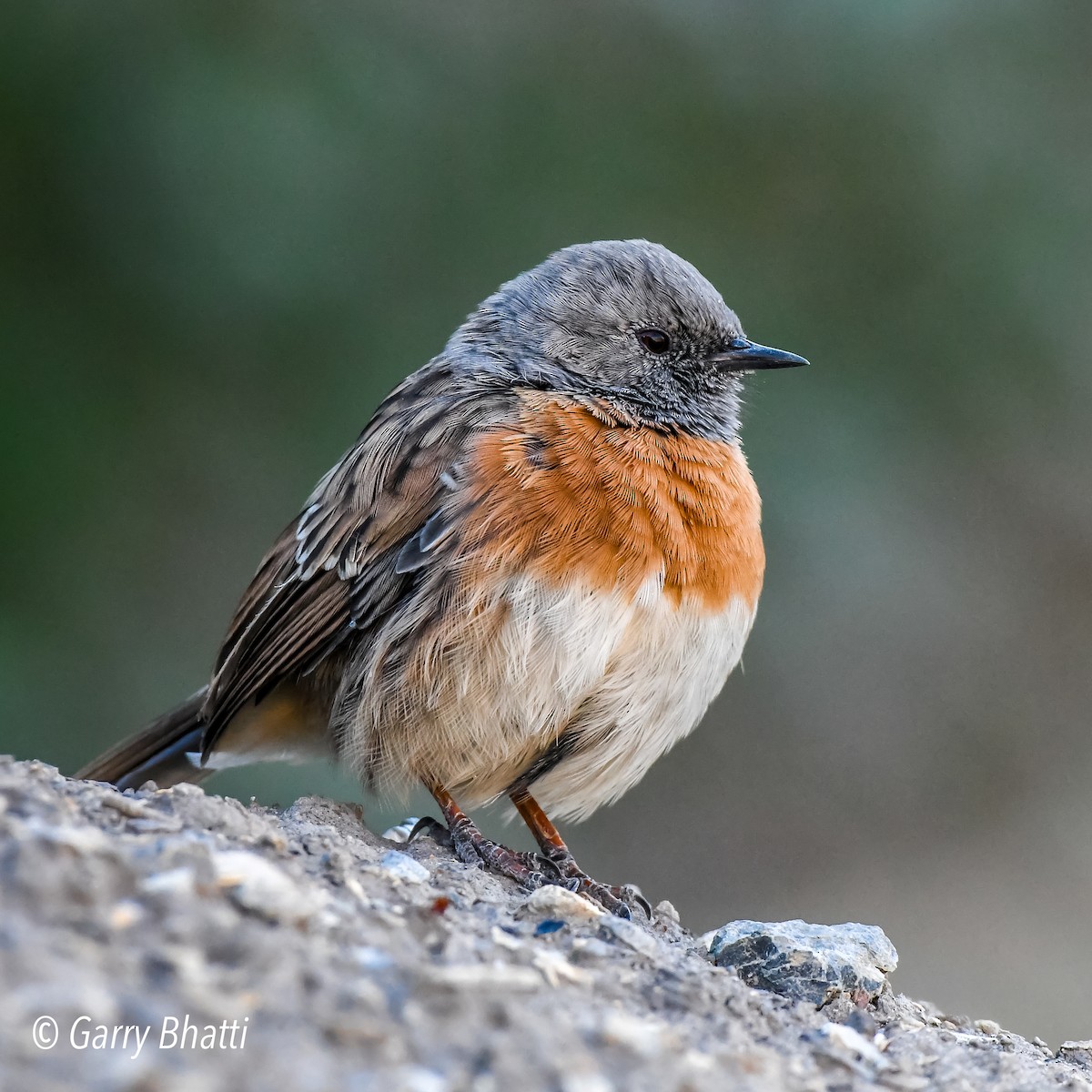 Robin Accentor - ML610662301