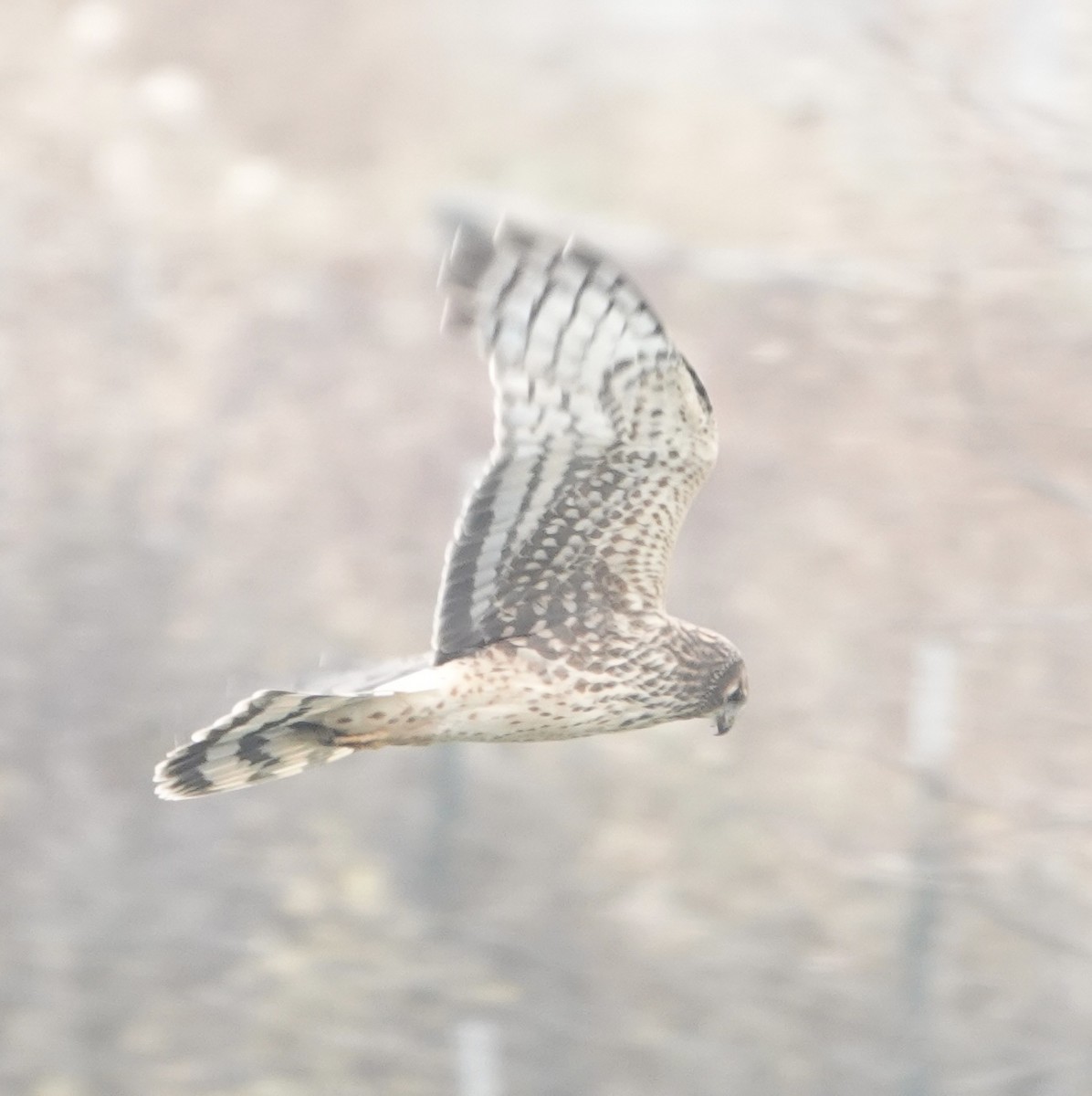 Northern Harrier - Evan Clark