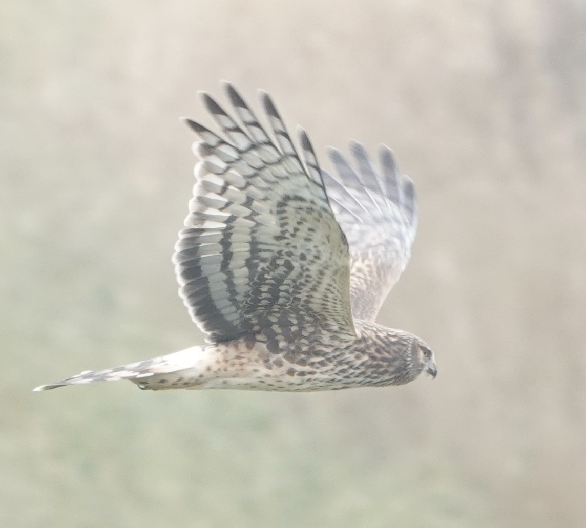 Northern Harrier - ML610662309