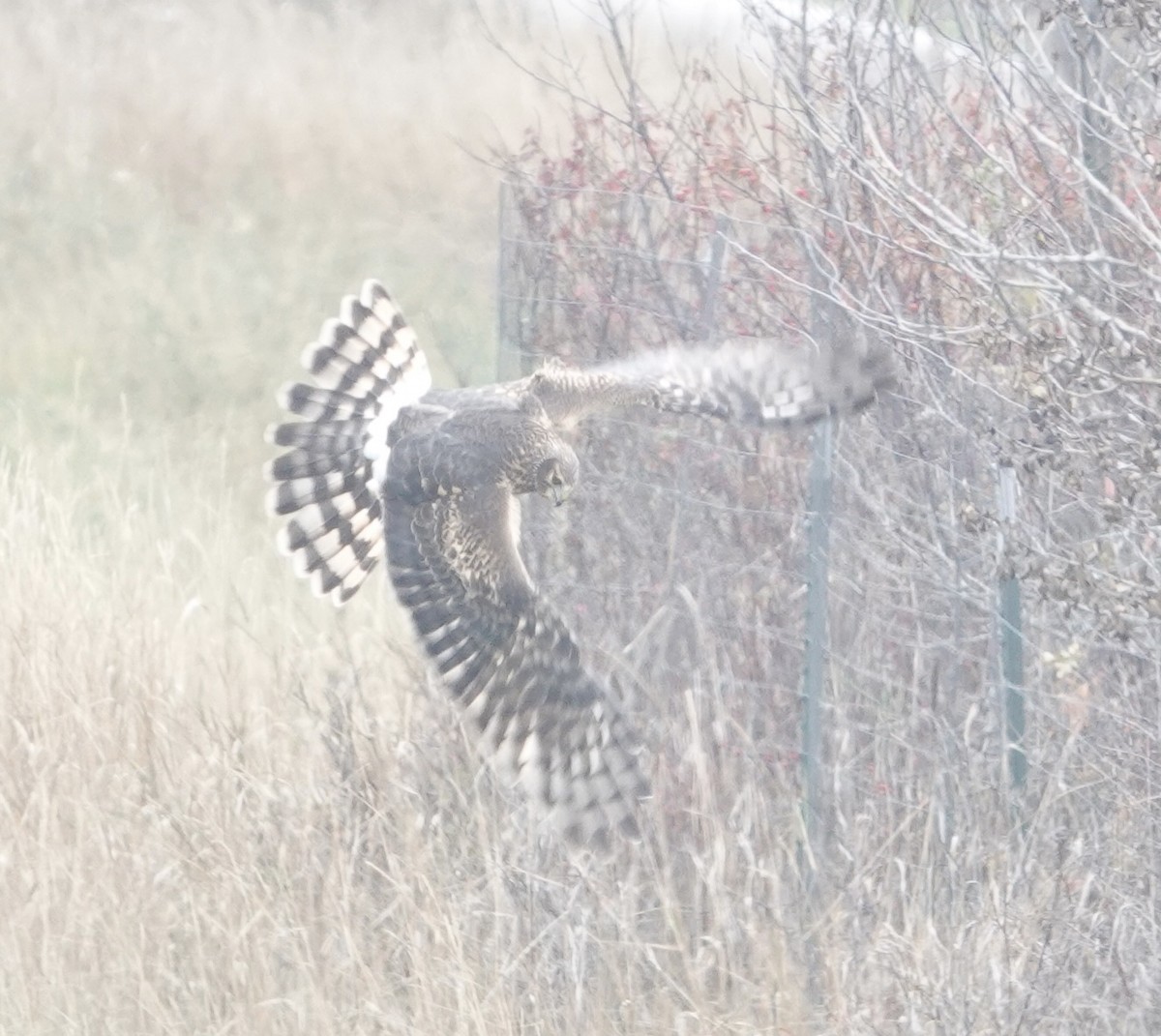 Northern Harrier - Evan Clark