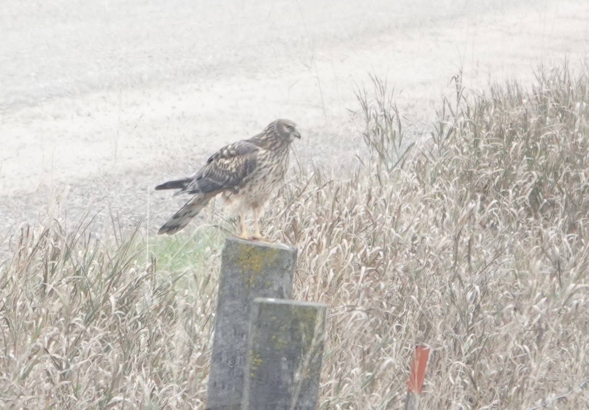 Northern Harrier - Evan Clark