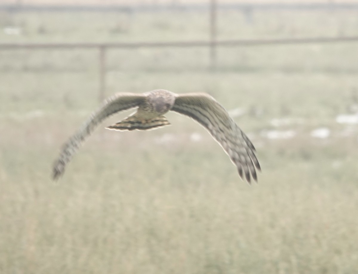 Northern Harrier - Evan Clark