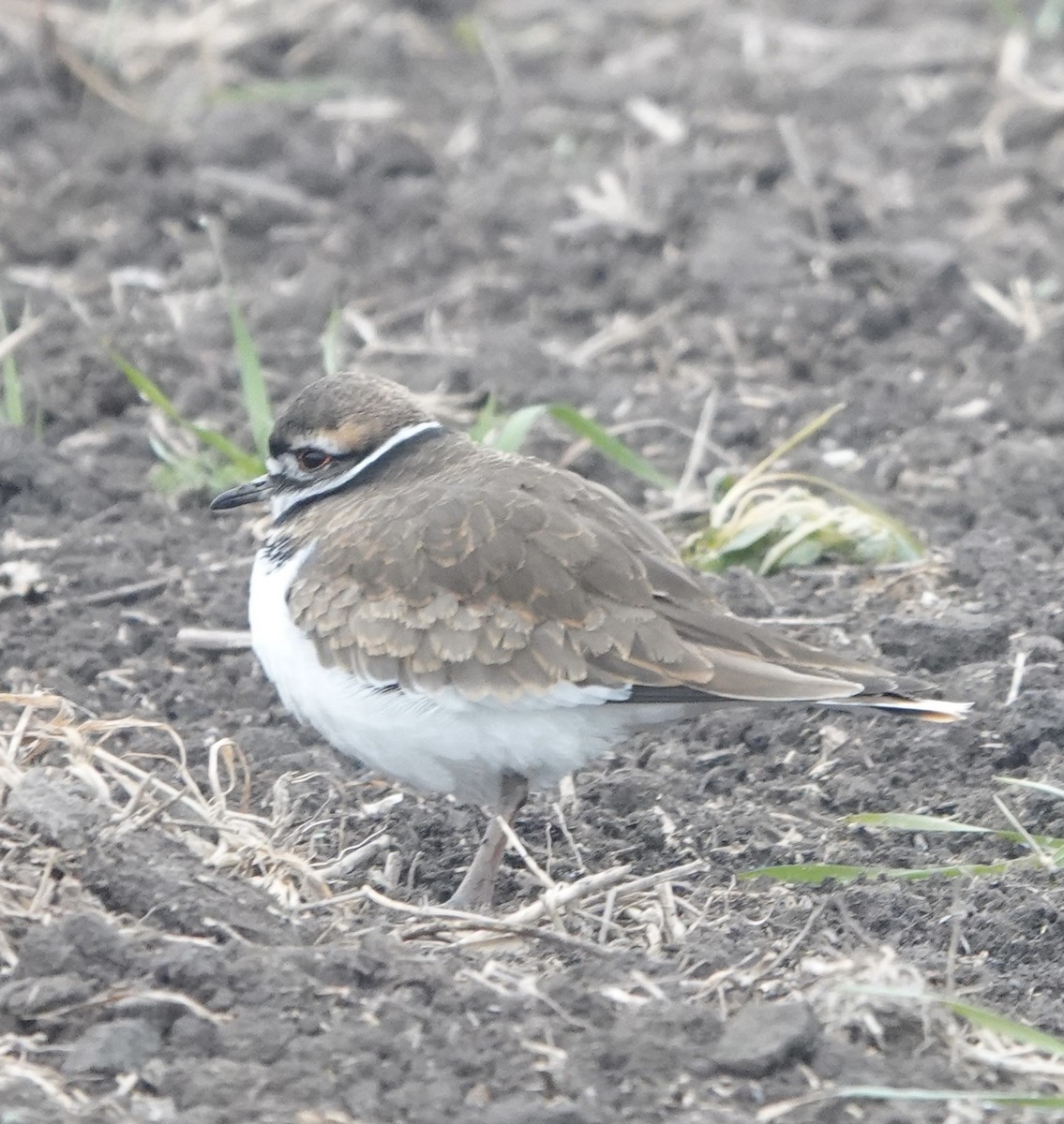 Killdeer - ML610662338