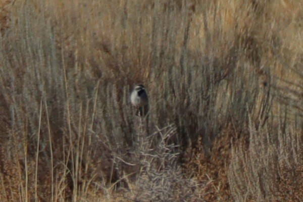 Black-throated Sparrow - ML610662526