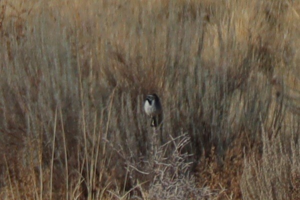 Black-throated Sparrow - ML610662527