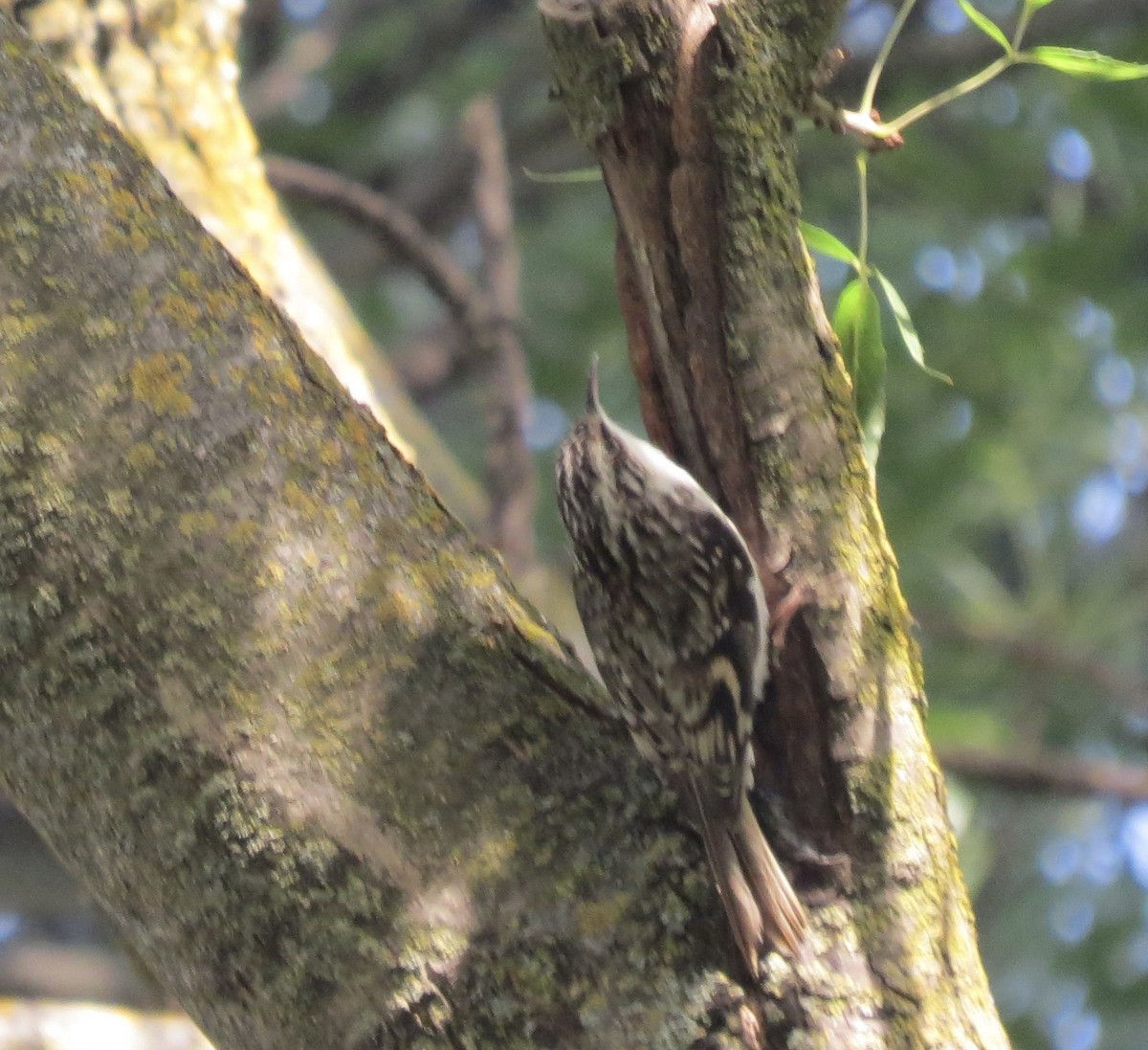 Brown Creeper - ML610662534