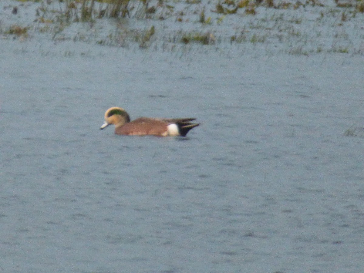 American Wigeon - ML610662538