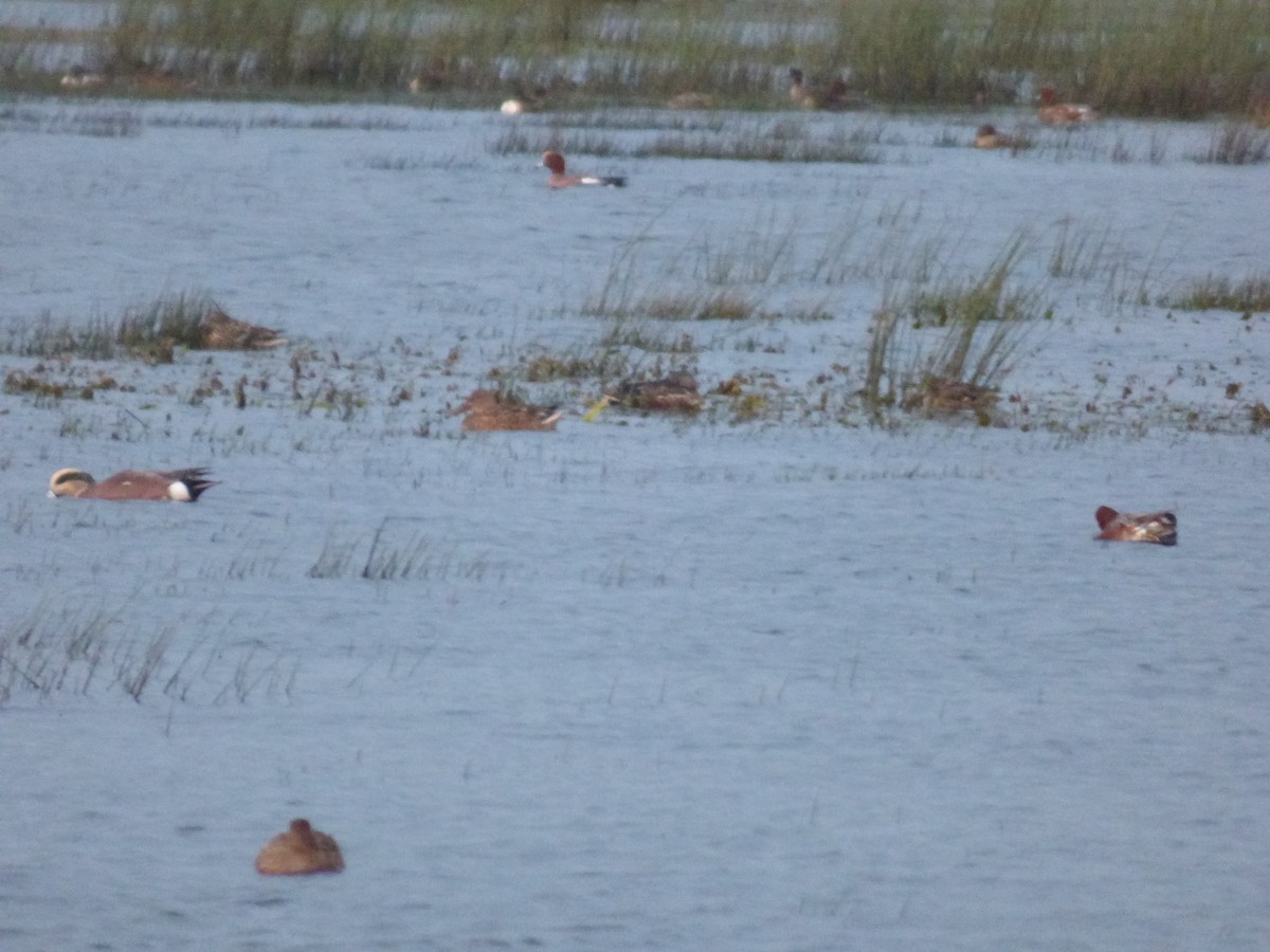 American Wigeon - ML610662539