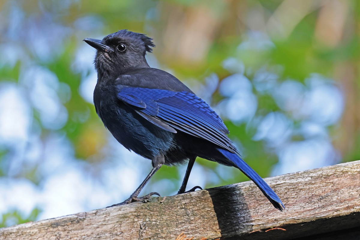 Стеллерова сойка - ML610662760