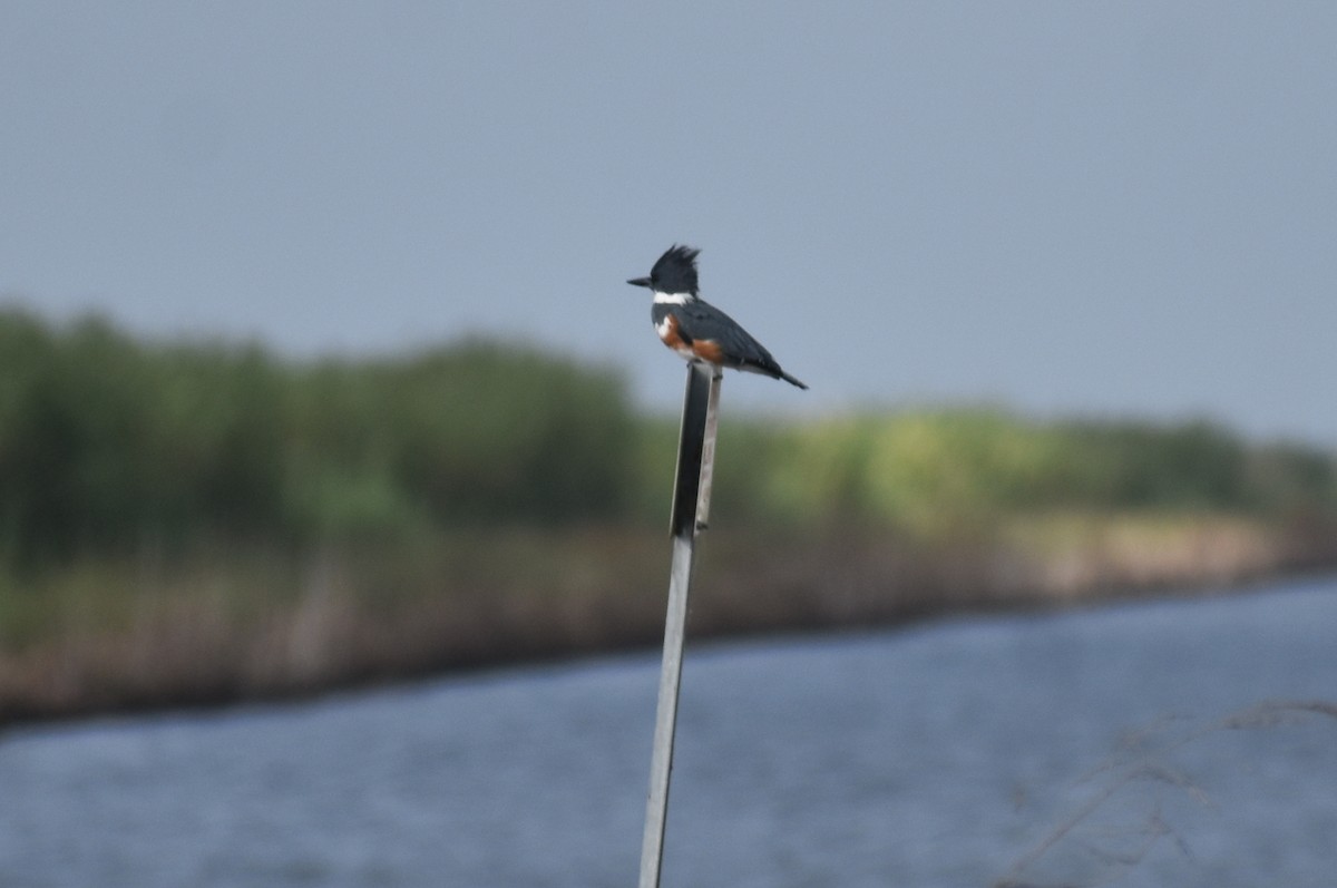 Belted Kingfisher - ML610662767
