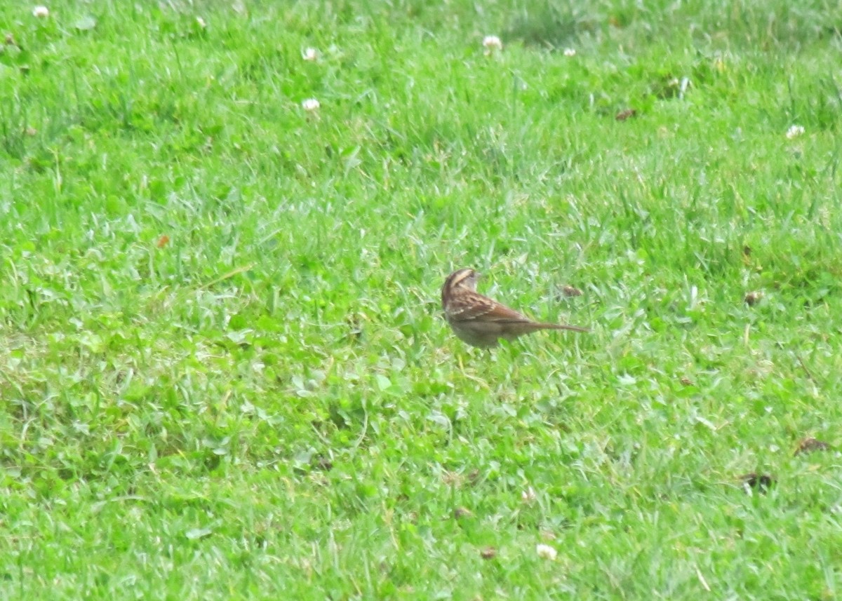 White-throated Sparrow - Robert Martin