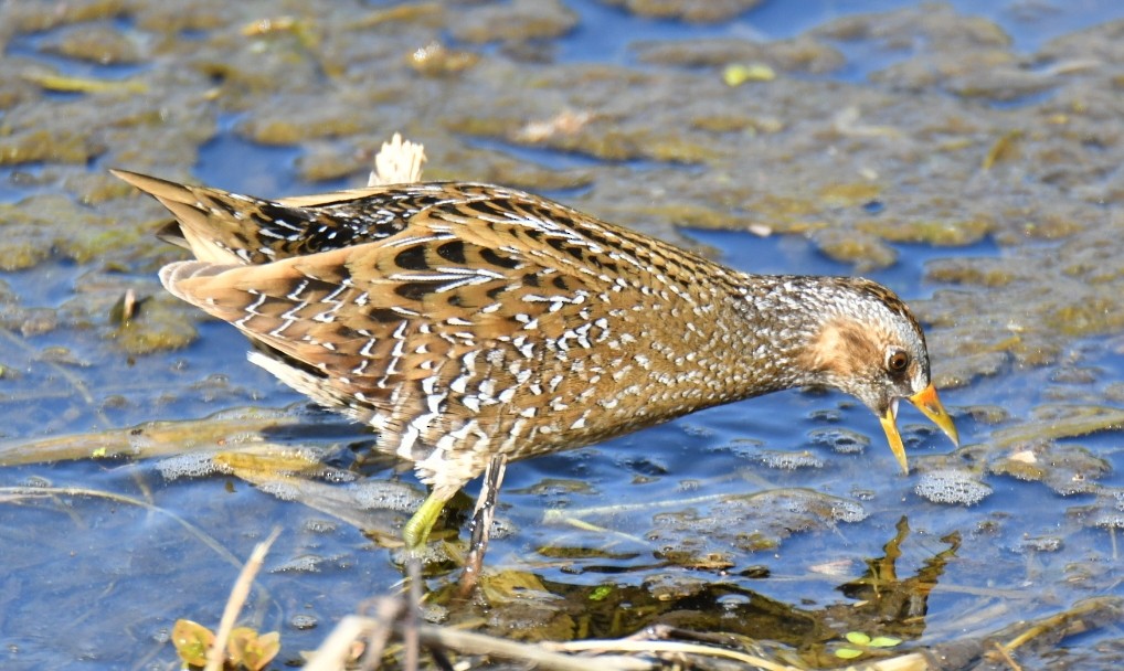 Polluela Pintoja - ML610663100