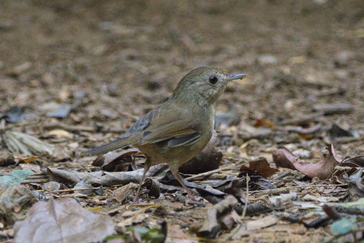 Buff-breasted Babbler - ML610663162