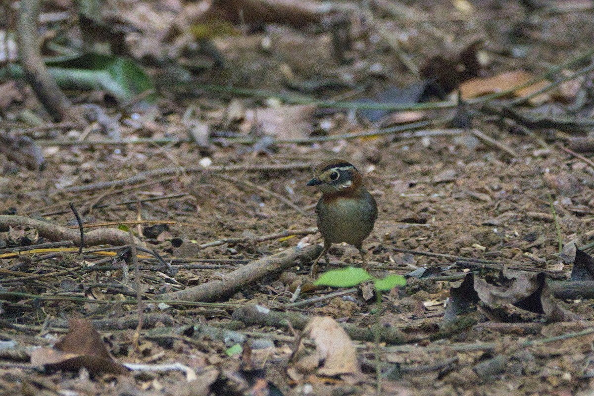 Rufous-throated Fulvetta - ML610663163