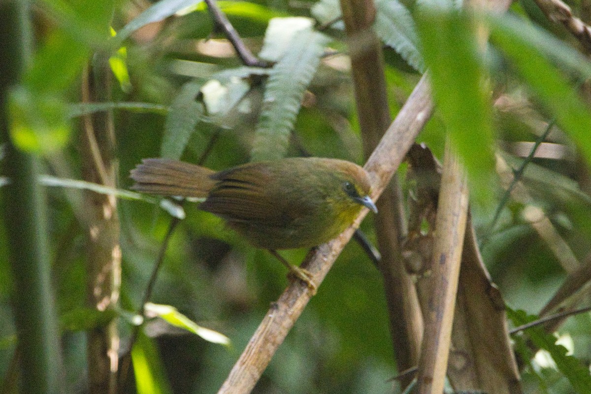 Pin-striped Tit-Babbler - ML610663169