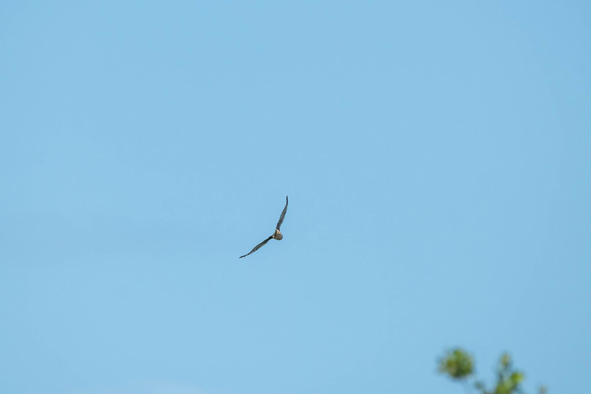 Peregrine Falcon - ML610663174