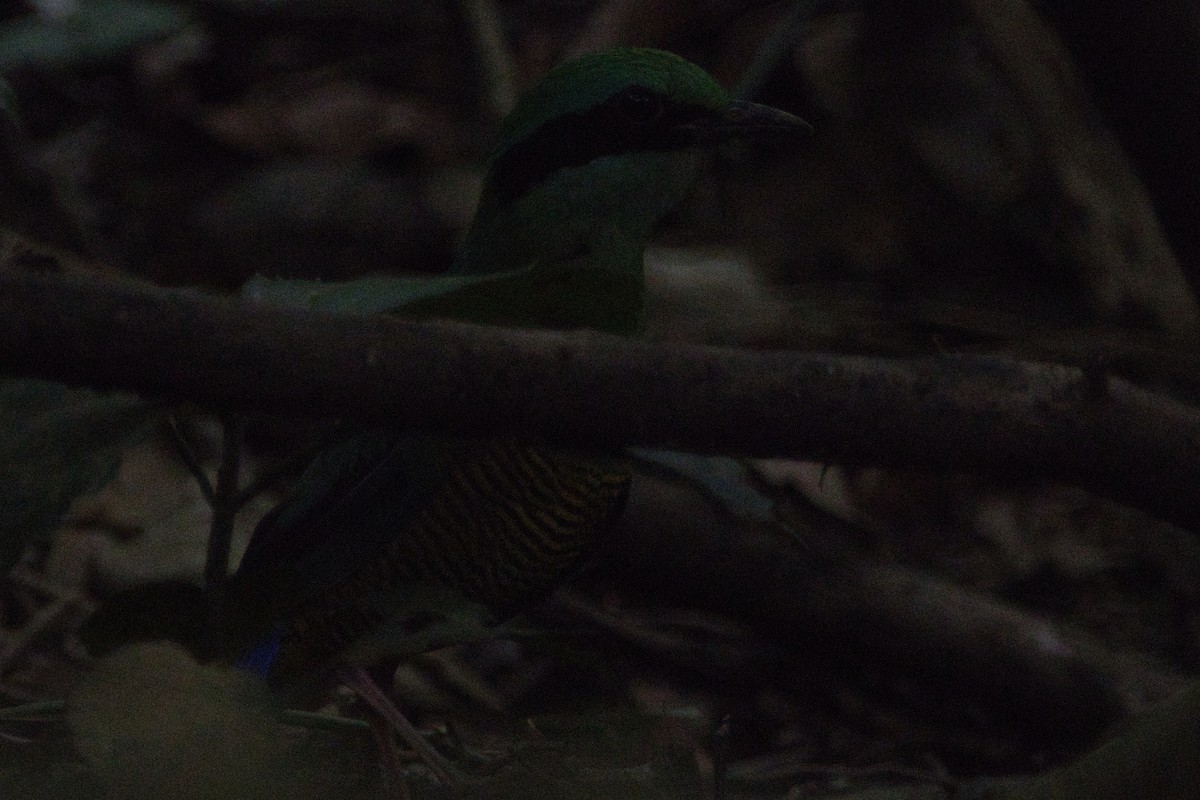 Bar-bellied Pitta - ML610663177