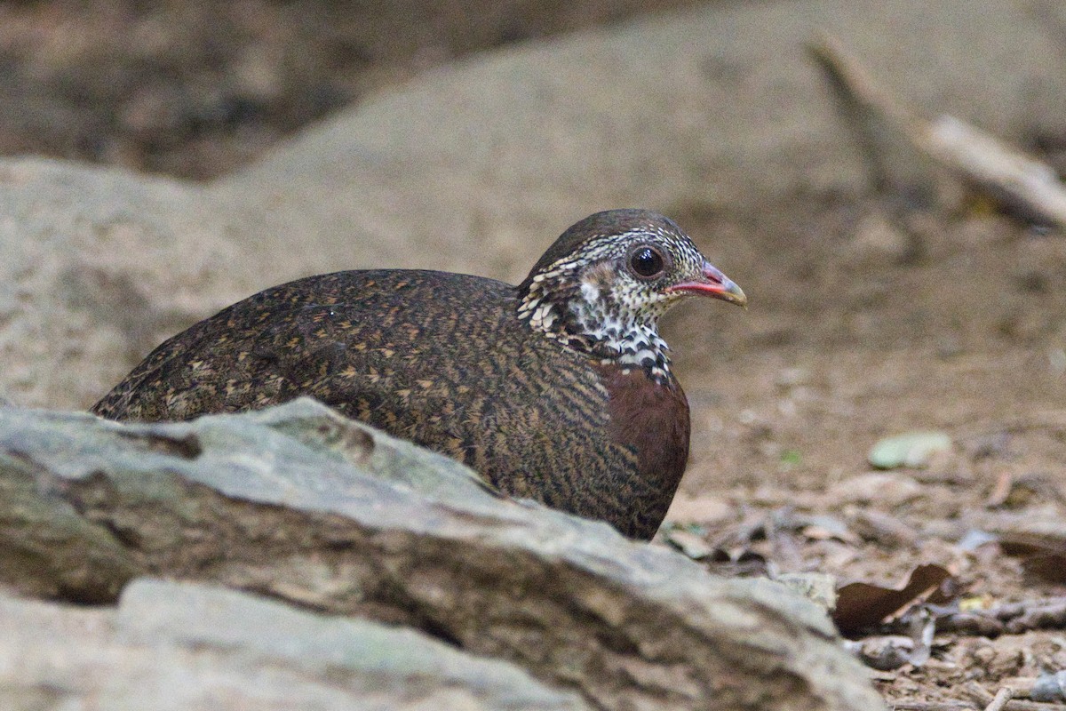 Scaly-breasted Partridge - Tomas Mazak