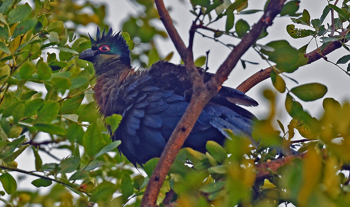 Purple-crested Turaco - ML610663181