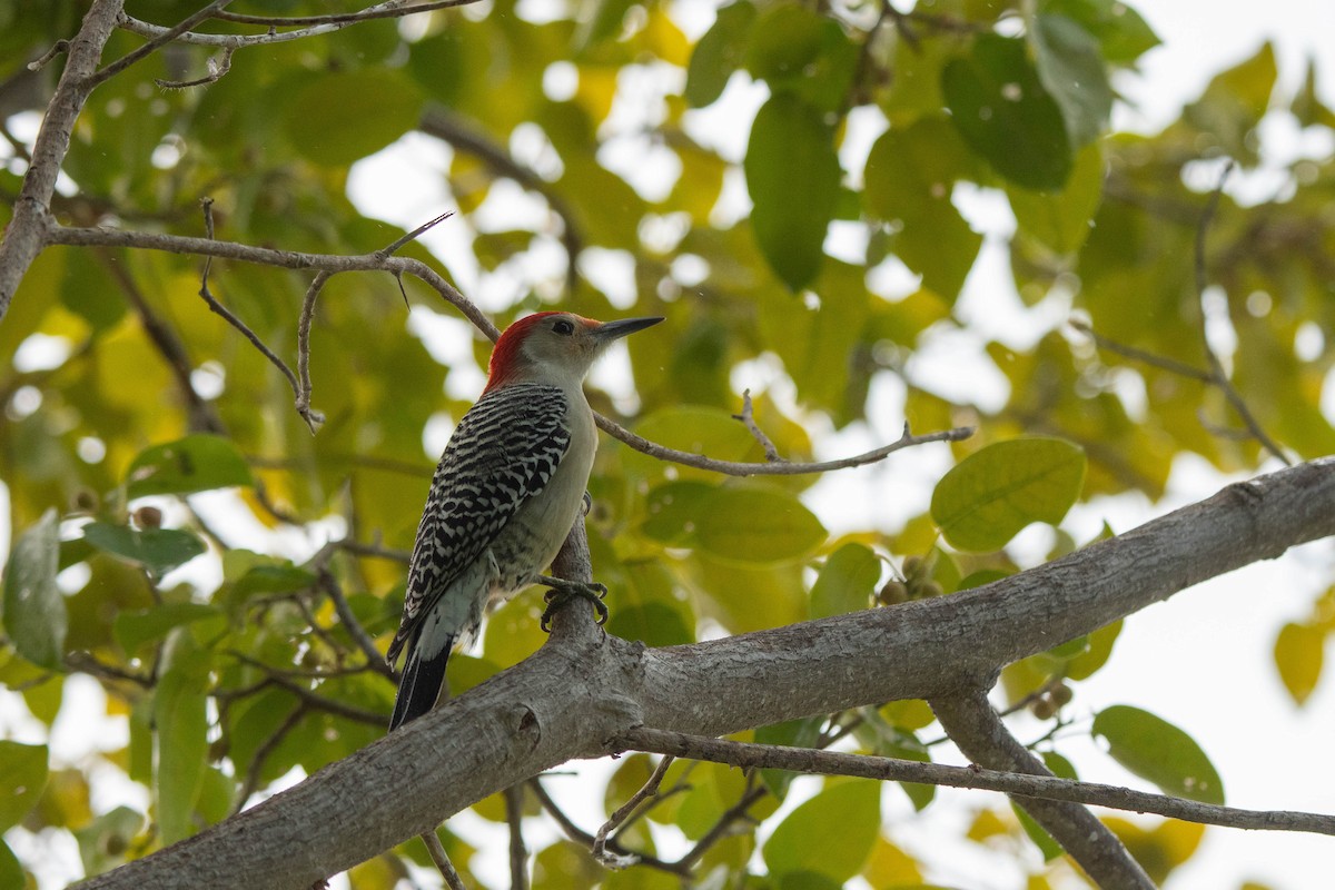 Red-bellied Woodpecker - ML610663195