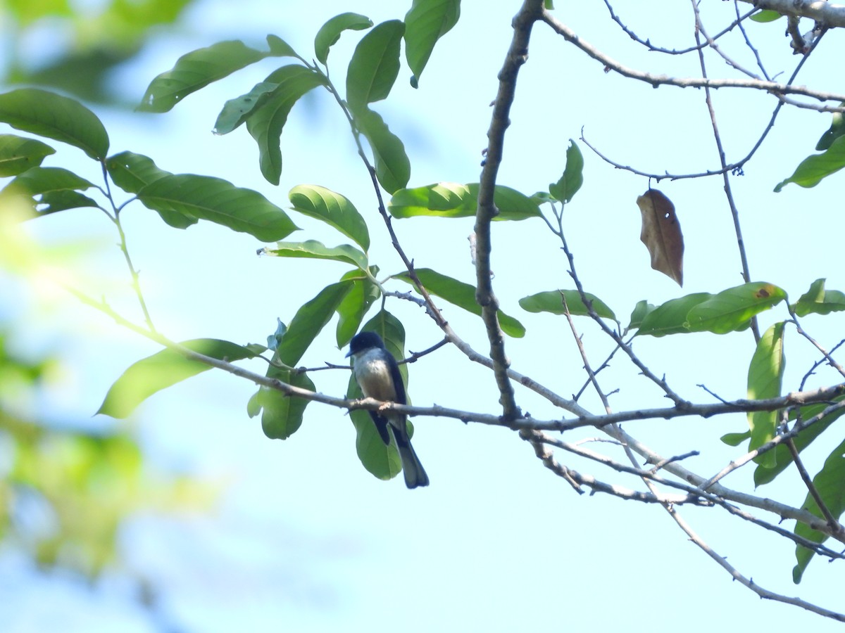 Northern Fantail (Timor) - ML610663211