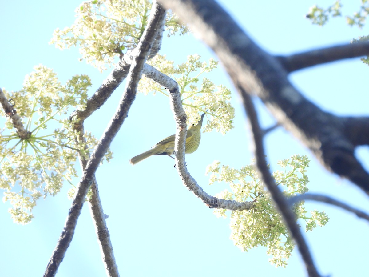 Yellow-eared Honeyeater - Marcie  Jacklin